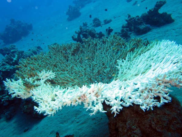 Wybielanie korali