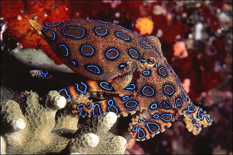 Greater blue-ringed octopus
