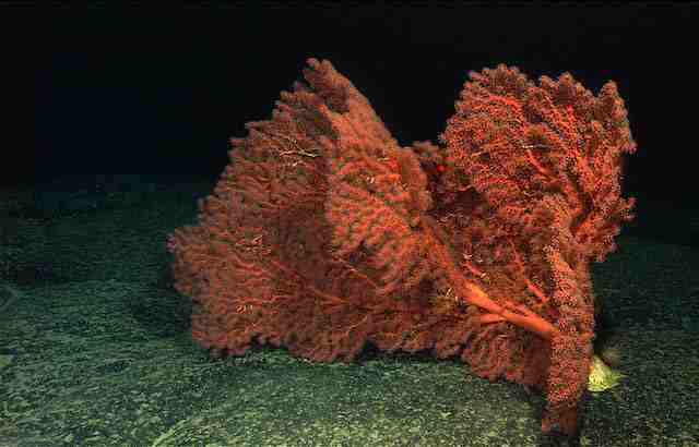 Octocorallia
