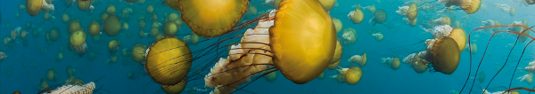 Bioróżnorodność oceanów