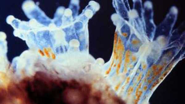 Polip ze swoim symbiotycznym glonem zooxanthellae